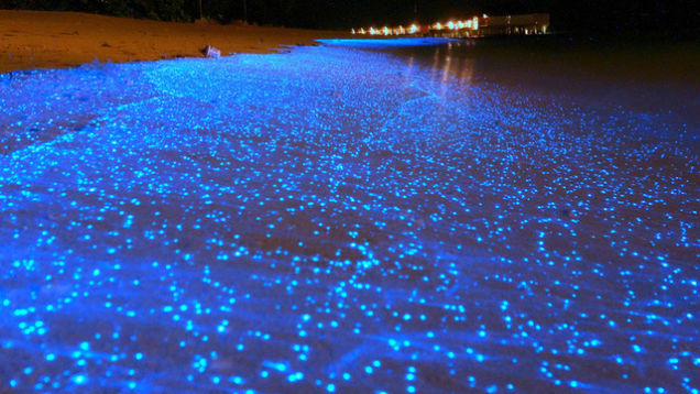 Outstanding Beaches of the World