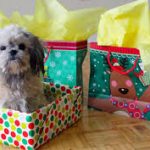 Birthday gift for boys _Pet Gift